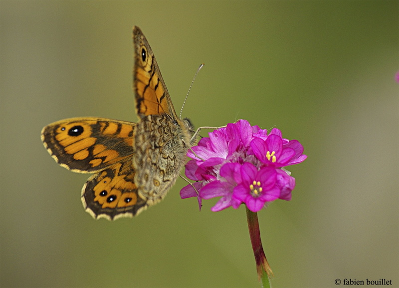 flowers, string, nature, landscapes, printemps, insects, tree, season, 720P, campaign