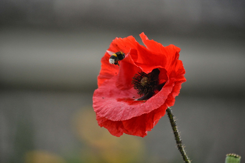 outdoors, poppy, freshness, botaniquenature, day, red, plant, focus on foreground, nature, flower, coquelicot, 4K, t, rouge, flowering plant, pollen, insecte
