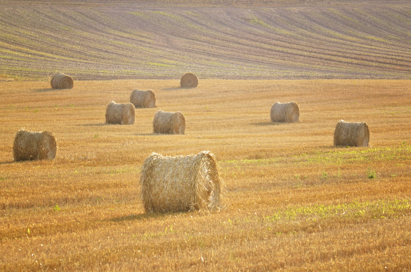 field, environment, haystack, nature, scenics - nature, blé, rural scene, plant, day, tranquil scene, agriculture, landscape, beauty in nature, no people