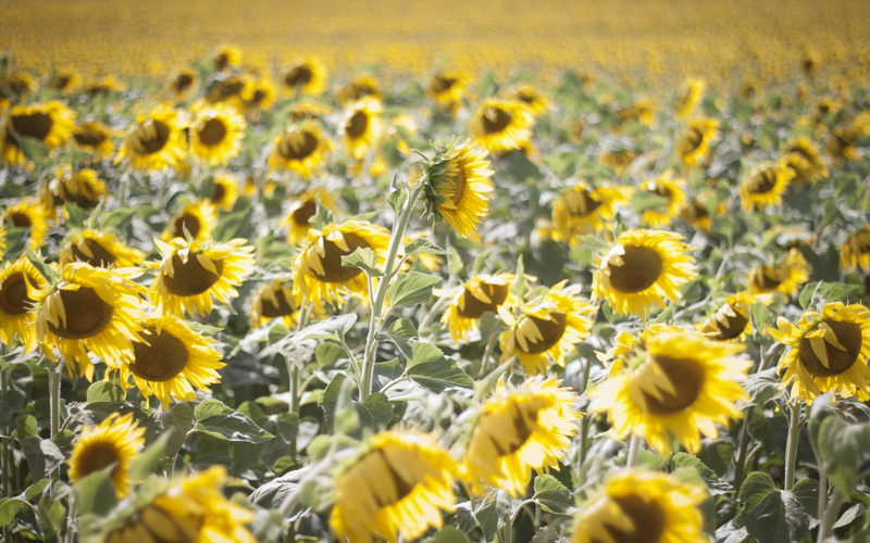 champ, france, yellow, 2K, flowers, de, sunflowers, field, tournesols, 3d and abstract