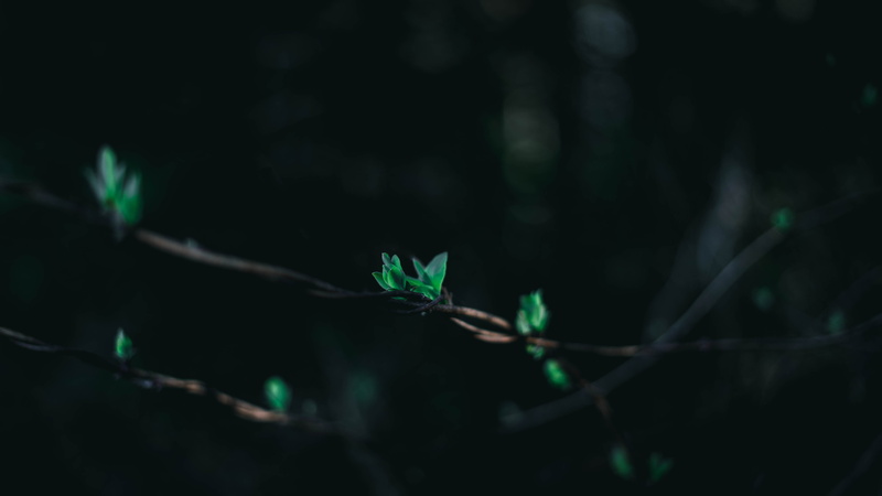 trees, outdoors, beauty in nature, selective focus, green color, acanthaceae, green, branch, 5K, courtedoux, minimalistic, bokeh, vegetation, plant, jura