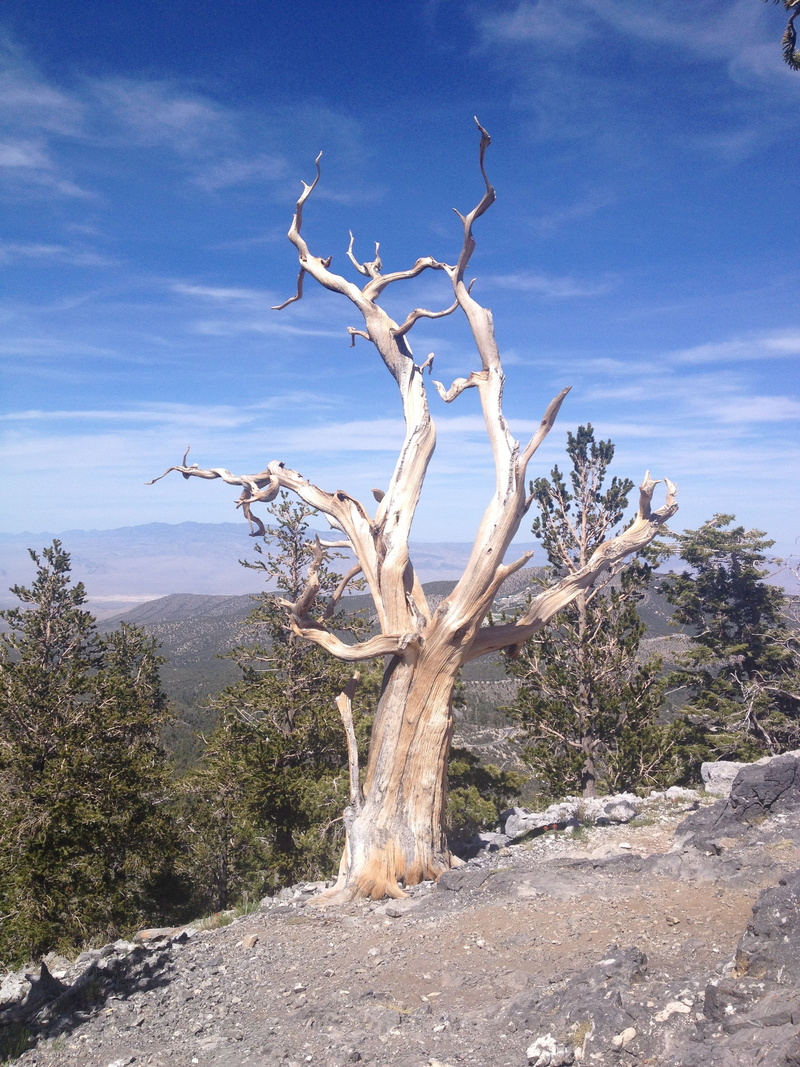 dead tree, sunlight, tranquility, travel, cloud - sky, remote, nature, pine tree, branch, tourism, scenics, national, arid climate, twisted, bristlecone