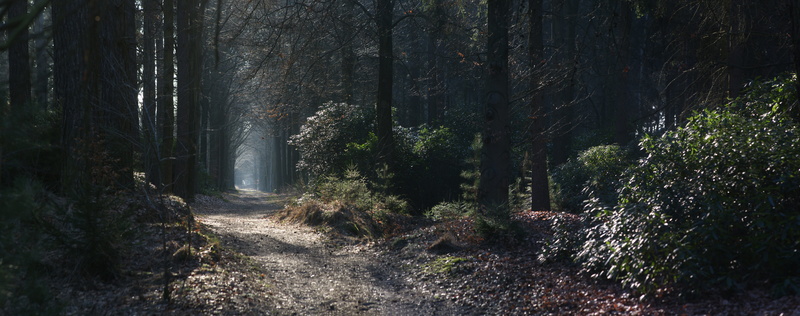 outdoor, panorama, wood, trail, fog, beauty in nature, scenics - nature, panoramic, nature, the way forward, tranquility, path, mysterious, mystery, non-urban scene