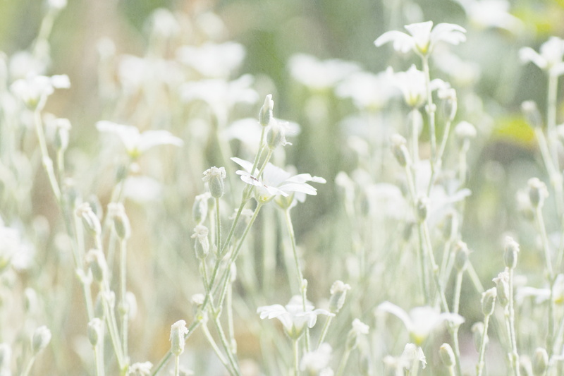 FairyLand, Messing, Textures, green plant, gardening, 5K, meadow, A77, Sony, Flowery, green, Streets, flower, white, flowers, summer, plant, Nature, HSS