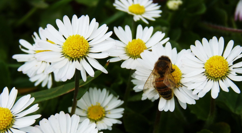 paquerettes, inflorescence, pollen, 2K, abeille, yellow, flowering plant, plant, close-up, flower head, Animals, growth, daisy, Insects, vulnerability