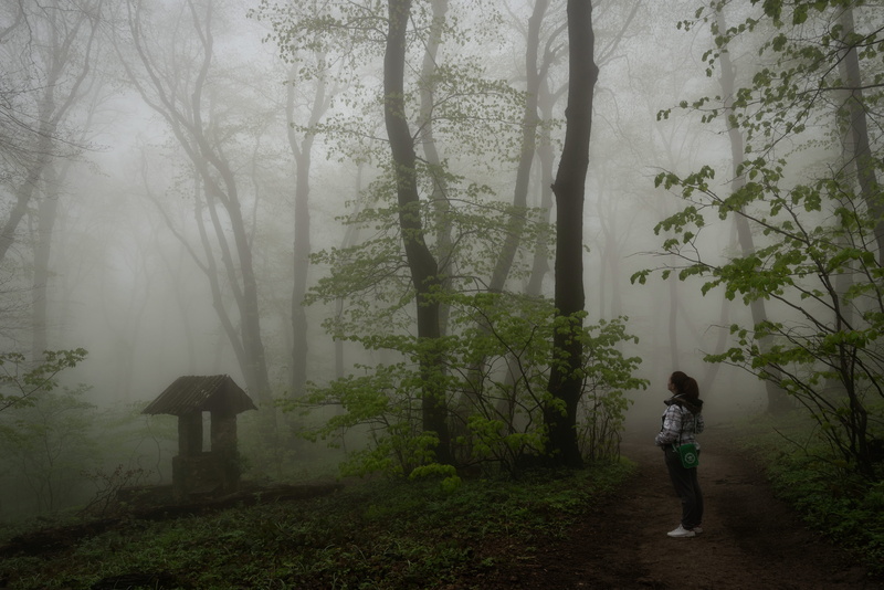 hazy, 5K, fruska gora, cold temperature, woodland, standing, weather, tree, human, rear view, real people, one person, fall, white, women, unsplash, foliage