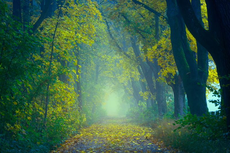 environment, road, growth, tree, forest, scenics - nature, change, woods, sunlight, non-urban scene, tranquil scene, green, footpath, tree canopy, autumn
