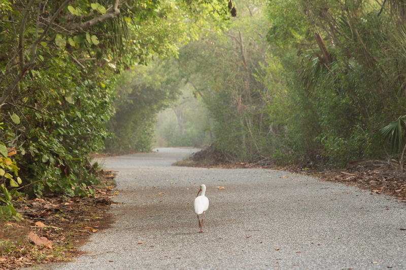 full length, white, trail, nature, tree, animals in the wild, road, 1080P, animal themes, wood, no people, beauty in nature, animal, goose, the way forward