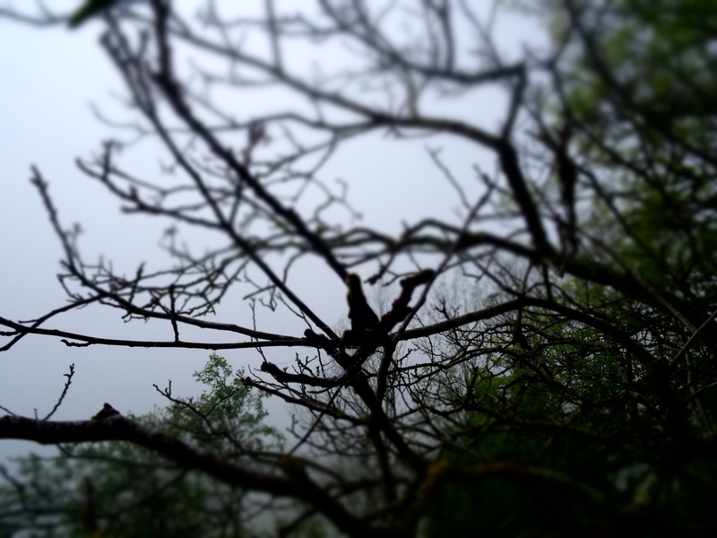 woods, day, tree, trunk, forest trees, selective focus, sky, bare tree, silhouette, forest, shadow, enchanted forest, mist, 2K, beauty in nature, growth