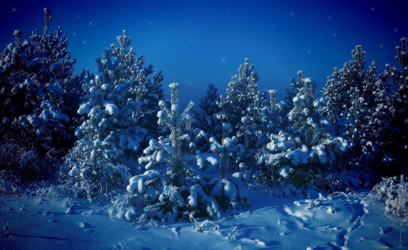 animal themes, 2K, snow, beauty in nature, snowfield, animal wildlife, nature, tree, Winter, plant, sea, water, underwater, no people, Christmas, animals in the wild