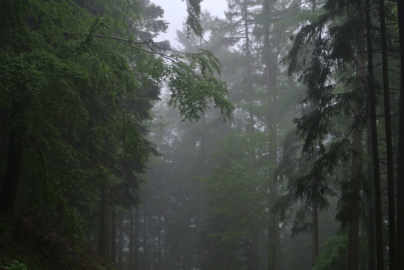remote, 4K, enchanted forest, foggy, no people, Mist, plant, Trees, wood, weather, black forest, Fog, woodland, tranquility, Spooky, scenics - nature