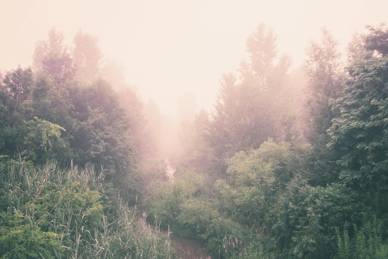 tree, tranquil scene, nature, non-urban scene, fogs, growth, sunlight, mist, greenery, day, forest, beauty in nature, mysteriou, path, fog, no people, green