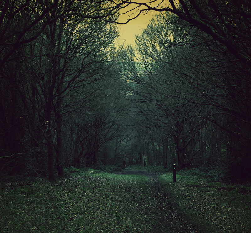 land, scenics - nature, beauty in nature, branch, non-urban scene, shadow, daytime, woodland, scary, path, forest, tree, dark, grunge, growth, woods, plant