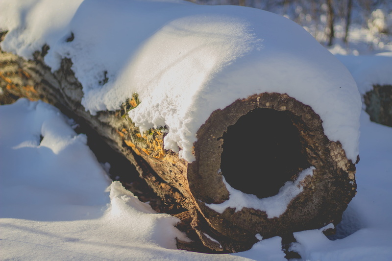 tranquility, woodland, wood, close-up, nature, bark, day, sunlight, enchanted, critter, snow, mountain, united states, pollution, white color, 5K, lovely