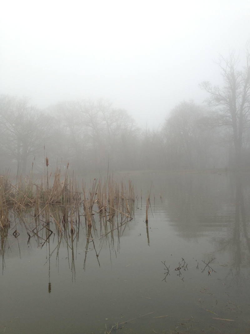 day, sunrise, river, waterfront, outdoors, woods, forest, magic, landscape, weather, lake, hazy, mysterious, morning, tranquil scene, no people, covered