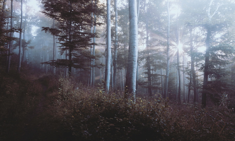 woods, growth, sunbeam, woodland, mysterious, tranquility, tree, dark, outdoors, land, wilderness, lens flare, 5K, environment, streaming, day, trees