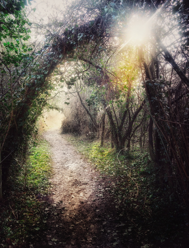 plant, footpath, sunset, tranquil scene, sunlight, tranquility, growth, woodland, scenics - nature, whitchurch, enchanted woods, outdoors, the way forward