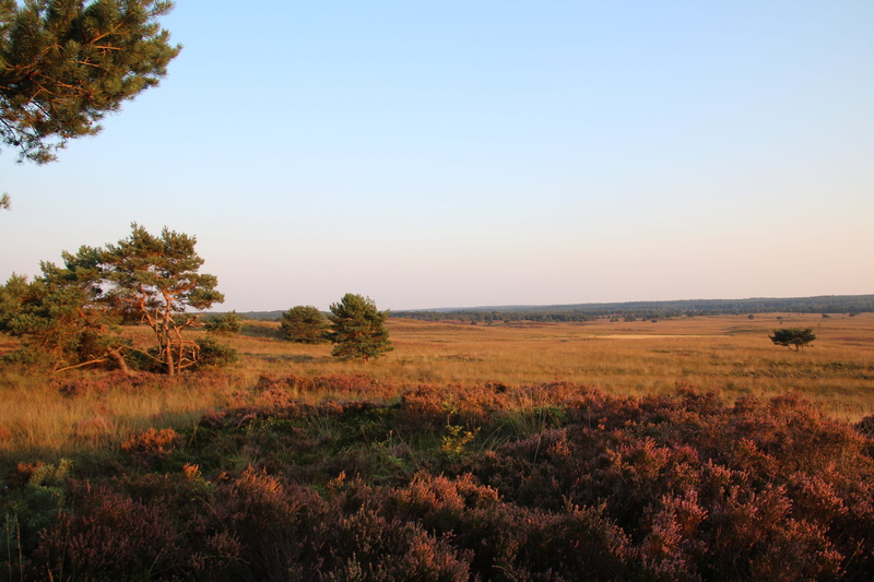 environment, scenics - nature, tranquil scene, beauty in nature, remote, copy space, no people, sky, field, outdoors, veluwe, tranquility, landscape, land
