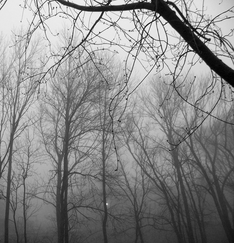 low angle view, sky, idyllic, forest, trees, fog, weather, park, tranquil scene, land, woods, nature, scenics - nature, path, morning, tranquility, beauty in nature