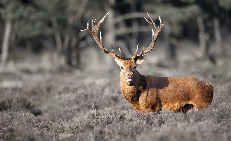 animals in the wild, vertebrate, mammal, antler, outdoors, land, herbivorous, plant, Animals, animal, photo, 1080P, field, looking at camera, day, brown