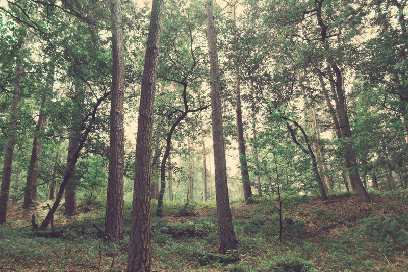 hoge veluwe national park, forest, day, woodland, tree, pine woodland, landscape, growth, 4K, trunk, tranquil scene, coniferous tree, environment, woods