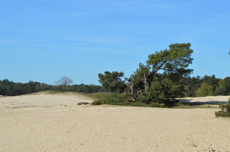 Veluwe, tree, beach, blue, Sand Dunes, environment, sky, sand, the netherlands, shelves jerkin, landscape, Netherlands, nature, growth, clear sky, Otterlo
