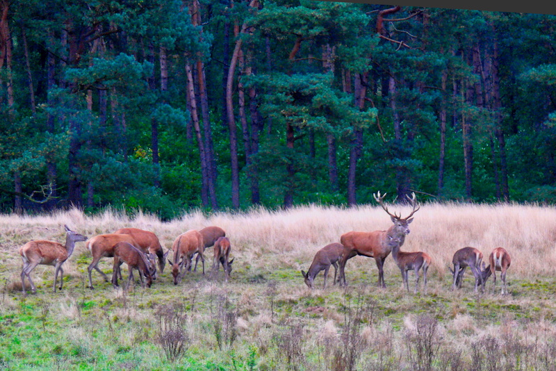 group of animals, mammal, nature, deer, forest, animals in the wild, antlers, animal themes, animal wildlife, 2K, tree, medium group of animals, herbivorous