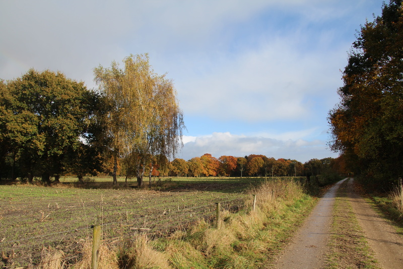 tranquil scene, no people, scenics - nature, netherlands, beauty in nature, 5K, sky, diminishing perspective, grass, trail, fall colors, plant, change