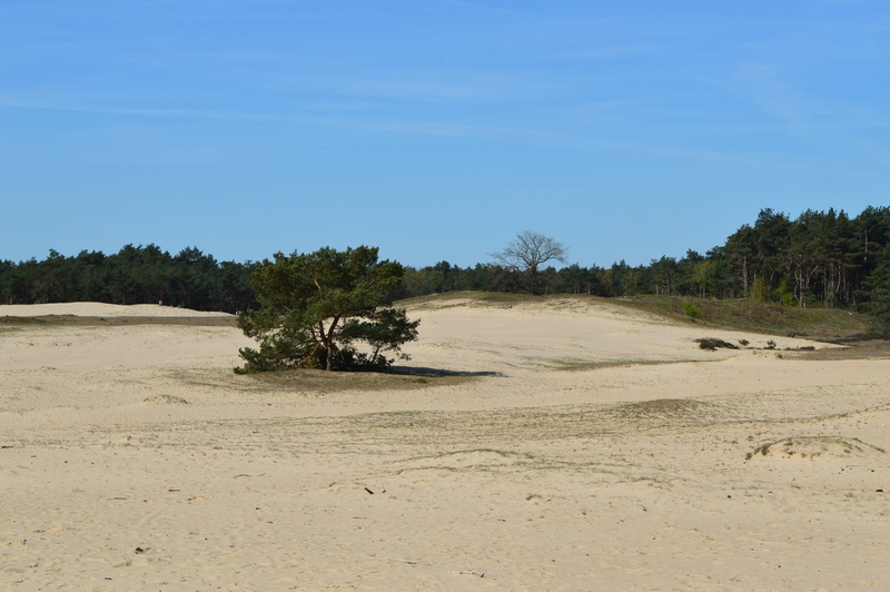 outdoors, nature, environment, landscape, nature reserve, sky, plant, beauty in nature, tranquil scene, blue, water, 5K, otterlo, netherlands, arid climate