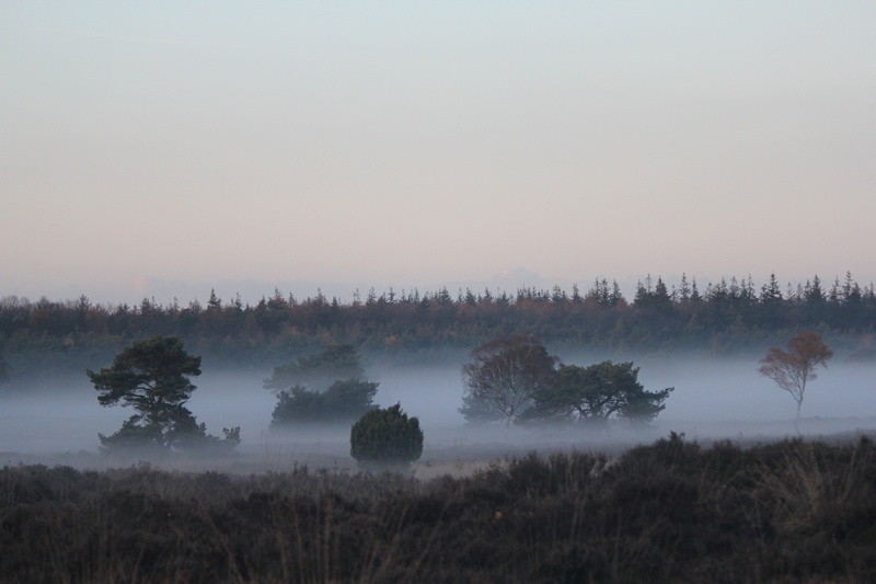 outdoors, autumn, tree, lake, scenics - nature, landscape, tranquil scene, fog patches, sunrise - dawn, veluwe, forest, environment, sun, land, morning