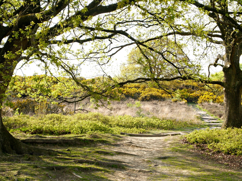 outdoors, no people, plant, 2K, day, scenics - nature, daylight, green color, path, spring, forest, tranquil scene, nature, branch, growth, trees, water