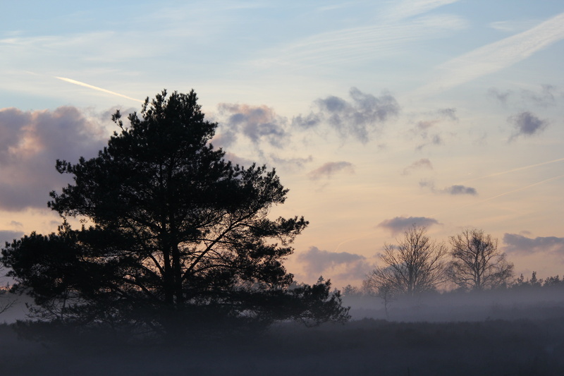 sunset, forest, heide, land, silhouette, fir tree, outdoors, no people, field, tranquility, 5K, sky, winter, idyllic, tranquil scene, growth, beauty in nature
