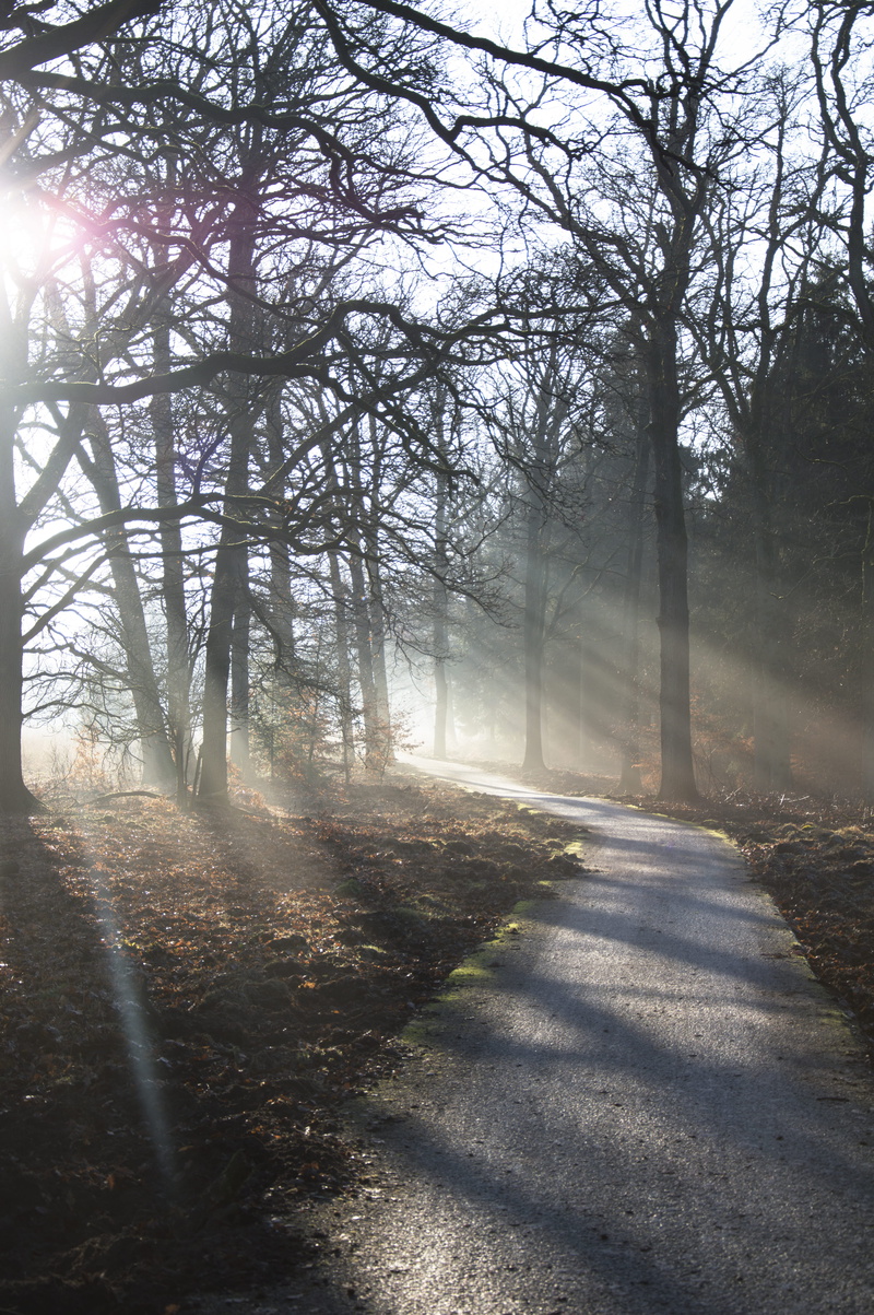 direction, outdoors, land, stillness, frost, streaming, fog, day, transportation, lens flare, tranquil scene, dew, non-urban scene, 5K, plant, sunrays