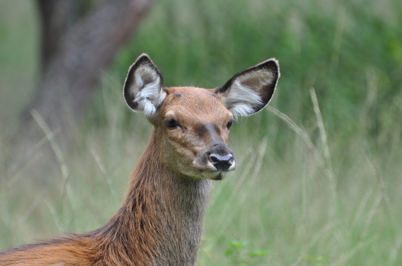 herbivorous, grass, nature, hinde, portrait, no people, looking at camera, brown, close-up, animal body part, day, one animal, whisker, mammal, vertebrate