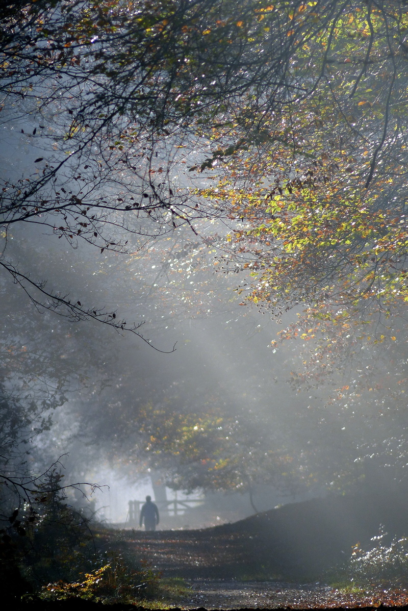 plant, non-urban scene, tranquil scene, mist, tranquility, day, autumn, land, autumn collection, outdoors, no people, veluwe, 4K, shelves jerkin, water