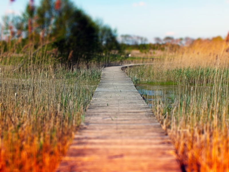 field, direction, scenics - nature, footpath, plant, tranquility, nature, beekbergerwoud, outdoors, environment, diminishing perspective, grass, beekbergen
