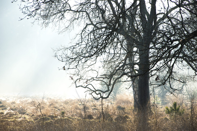 field, birch, veluwe, winter sun, plant, frost, environment, stillness, tree, beauty in nature, growth, winter light, 5K, fog, outdoors, dew, day, tranquility
