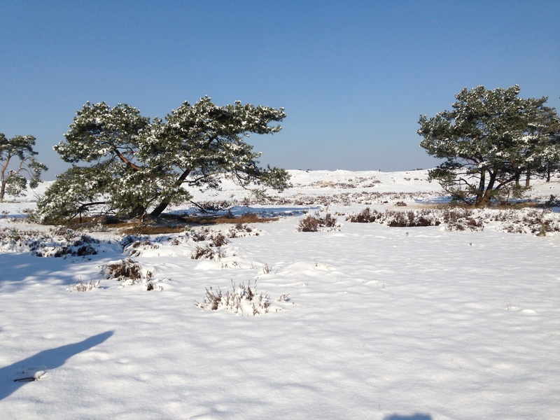 snow, dutch, sky, field, landscape, 2K, countryside, no people, day, tranquil scene, clear sky, beauty in nature, tree, snowcapped mountain, winter landscape