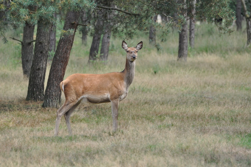 forest, herbivorous, grass, full length, side view, Fauna, animal, day, plant, animals in the wild, Veluwe, deer, Hinde, animal wildlife, one animal, animal themes