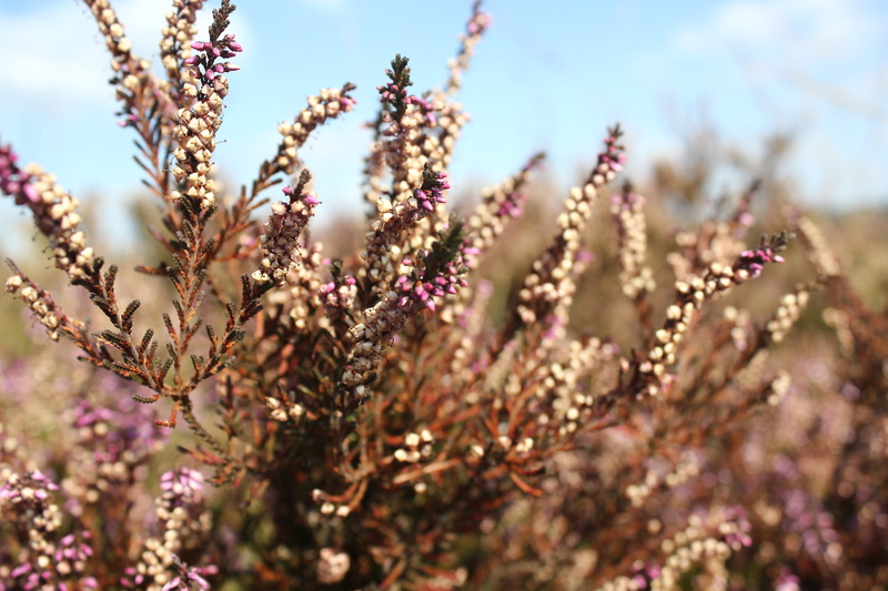 sunlight, purple, 5K, nature, plants, field, no people, heide, netherlands, growth, beauty in nature, flower, landscape, veluwe, flowering plant, springtime