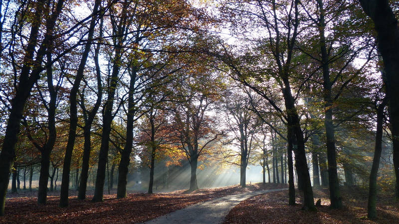 growth, beauty in nature, Veluwe, plant, no people, autumn collection, Jerkin, 2K, scenics, nature, autumn, scenics - nature, bare tree, Shelves, change