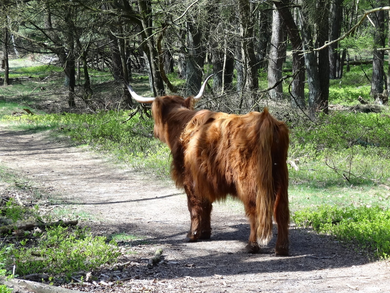 landscape, veluwe, field, highland cattle, mammal, tree, livestock, animal, plant, veluwezoom, highlander, bovine species, nature, day, beast, brown, domestic animals