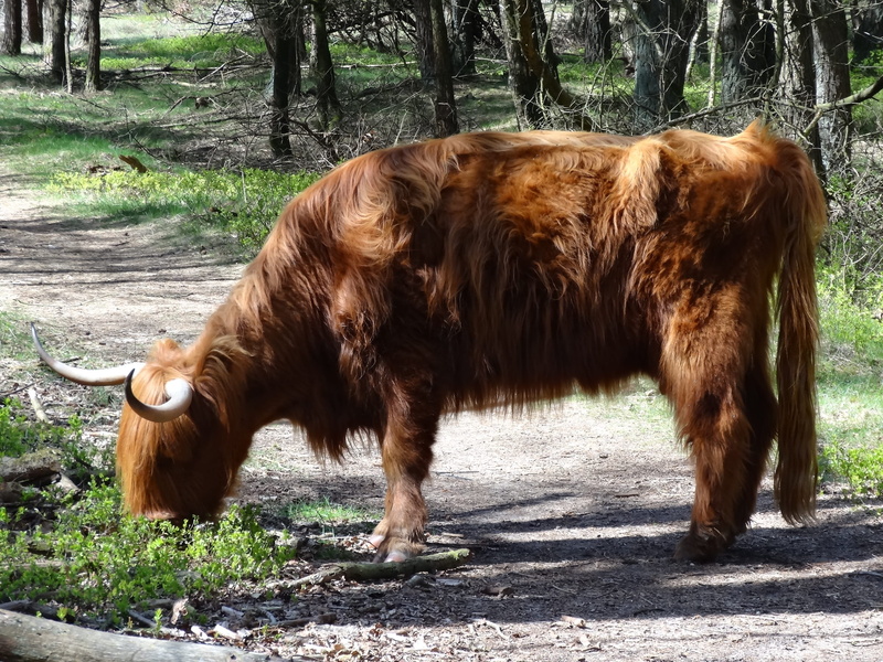 Scottish Highlander, tree, veluwe, domestic, animal hair, landscape, cattle, Beef, calves, bovine species, domestic cattle, mammal, highland cattle, vertebrate