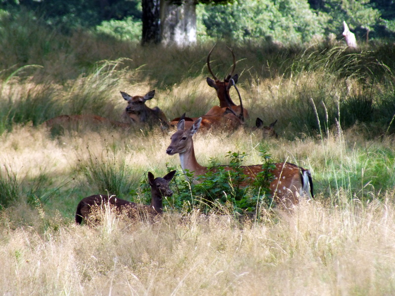 growth, herbivorous, antler, Forest, wildlife, antelope, no people, nature, animal, herd, mammal, plant, domestic animals, safari Animals, dutch landscape