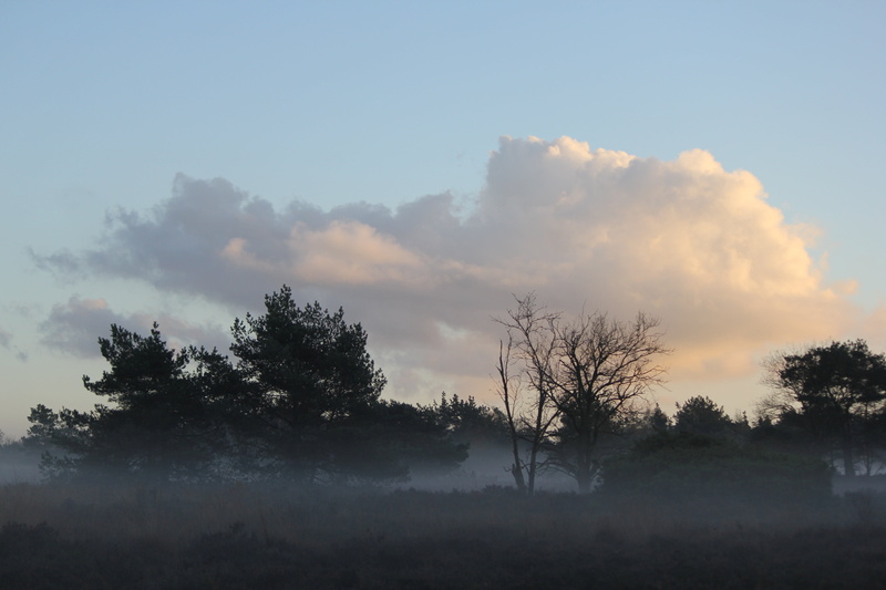 landscape, non-urban scene, land, cloud - sky, tree, nature, tranquil scene, growth, clouds, plant, scenics - nature, no people, idyllic, hazy, fog, silhouette