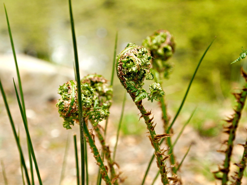 field, green Color, grass, veluwe, green, no people, focus on foreground, land, 2K, summer, selective focus, plant stem, nature, growth, freshness, flowering plant