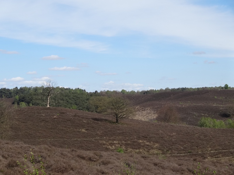 beauty in nature, sky, blue sky, agriculture, plants, spring, dirt, environment, no people, rheden, nice, landscape, trees, sun, green, forest, tranquility