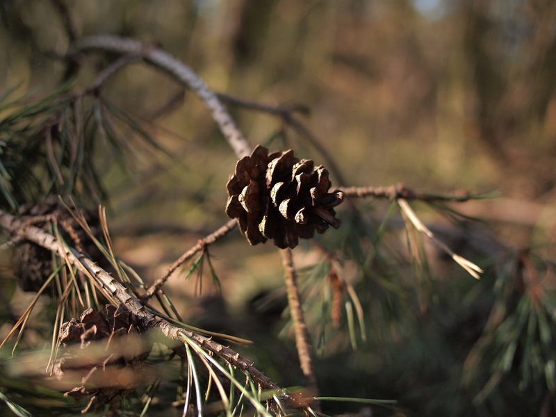 pine cone, outdoors, dried plant, forest, plant, wilted plant, pine branch, day, focus on foreground, dead plant, hogs veluwe, land, leaf, tree, beauty in nature