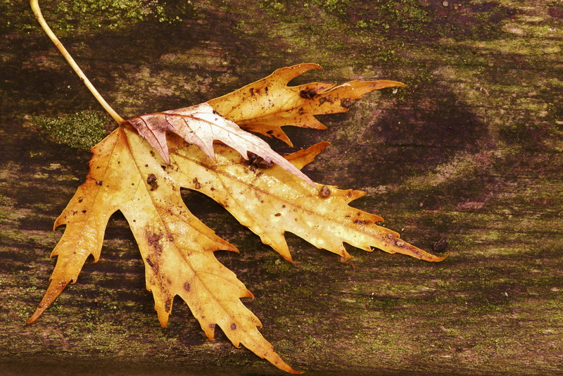 nice, dutch landscape, netherlands, autumn leaf, colors, forest, one animal, land, fall colors, plant part, high angle view, leaf, trees, outdoors, close-up