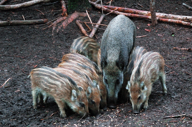 animal wildlife, netherlands, mammal, wild boar, outdoors, animals in the wild, animal family, frislingen, land, two animals, nature, 2K, field, no people